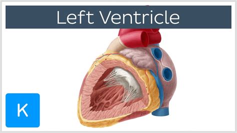 lv functie hart|Left Ventricle Function, Definition & Anatomy .